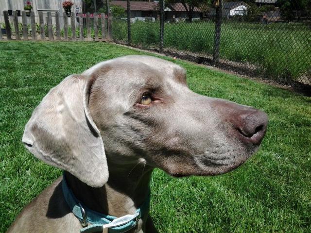 Sophie1 (Medium)